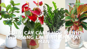 Hình ảnh minh họa cho Gợi Ý Cây Cảnh Hợp Mệnh Thổ Mang Lại Bình An, May Mắn