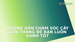 Hình ảnh minh họa cho Hướng Dẫn Chăm Sóc Cây Cần Thăng Để Bàn Luôn Xanh Tốt