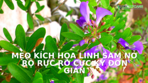 Hình ảnh minh họa cho Mẹo Kích Hoa Linh Sam Nở Rộ Rực Rỡ Cực Kỳ Đơn Giản