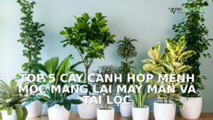 Hình ảnh minh họa cho Top 5 Cây Cảnh Hợp Mệnh Mộc Mang Lại May Mắn Và Tài Lộc