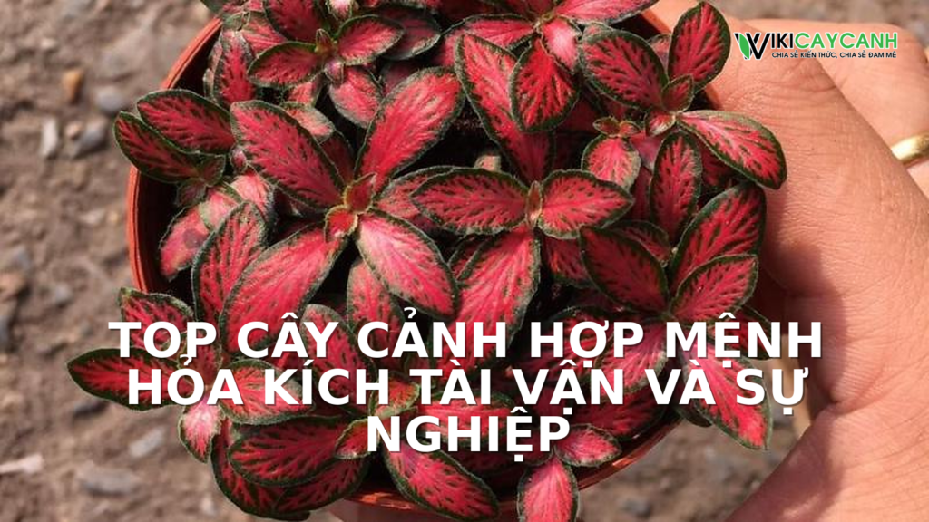 Hình ảnh minh họa cho Top Cây Cảnh Hợp Mệnh Hỏa Kích Tài Vận Và Sự Nghiệp