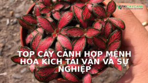 Hình ảnh minh họa cho Top Cây Cảnh Hợp Mệnh Hỏa Kích Tài Vận Và Sự Nghiệp