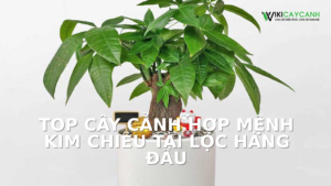 Hình ảnh minh họa cho Top Cây Cảnh Hợp Mệnh Kim Chiêu Tài Lộc Hàng Đầu