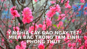 Hình ảnh minh họa cho Ý Nghĩa Cây Đào Ngày Tết Miền Bắc Trong Tâm Linh Phong Thủy