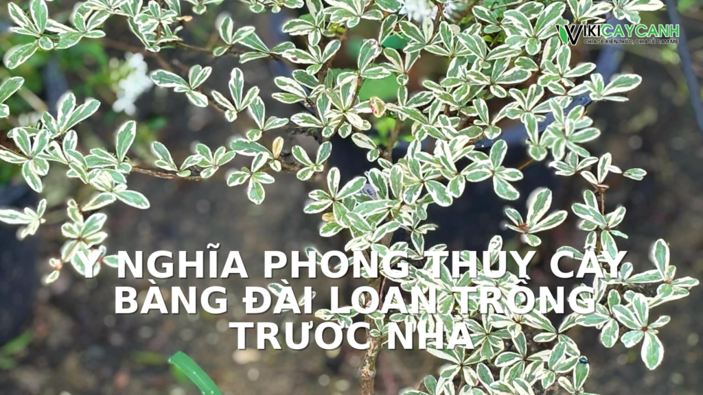 Hình ảnh minh họa cho Ý Nghĩa Phong Thủy Cây Bàng Đài Loan Trồng Trước Nhà