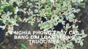 Hình ảnh minh họa cho Ý Nghĩa Phong Thủy Cây Bàng Đài Loan Trồng Trước Nhà