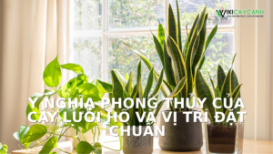 Hình ảnh minh họa cho Ý Nghĩa Phong Thủy Của Cây Lưỡi Hổ Và Vị Trí Đặt Chuẩn